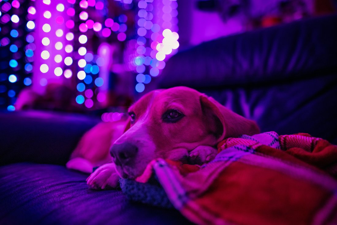 Instagram post with real likes and comments from Lume Social